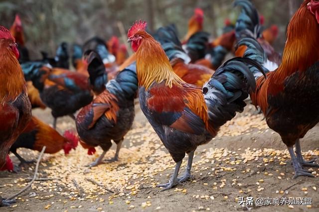 给鸡喂点这种“洗肠草”，母鸡产蛋多，公鸡强壮大个，羽毛鲜艳