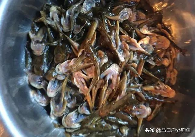 这鱼，小时候老家很多，现在几乎绝迹，味道鲜美，600一斤