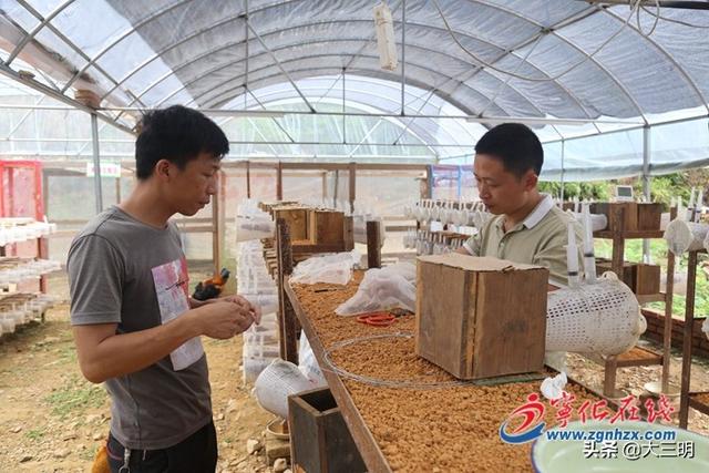 阙寿强：致富路上胡蜂飞