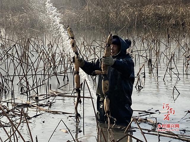 新野县上港乡：多项种养巧循环 致富路上大步走