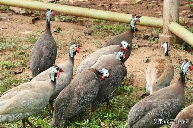 特种养殖什么好养又赚钱