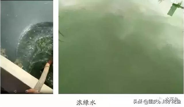 水产养殖，池塘水色反映水质好坏，快看看自家鱼塘水咋样了