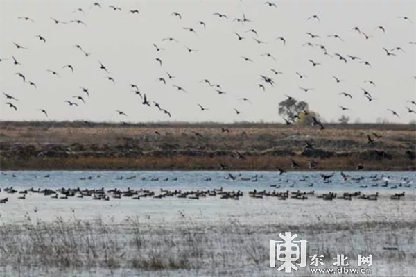 龙江春季观鸟地图：追寻空中精灵，一同叫醒春天