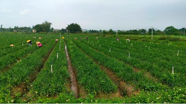 广东省首个万头肉牛养殖基地落户肇庆！同期启动的还有这些项目……