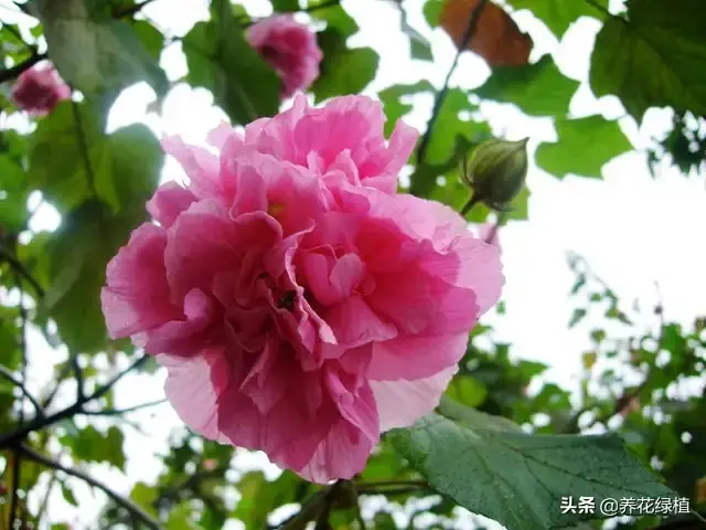 十月芙蓉迎寒霜，鲜花怒放怎么养？谈谈芙蓉花的养护管理