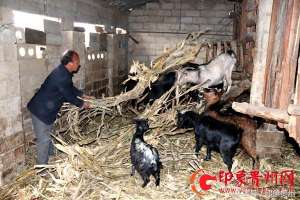 贵州黑山羊养殖基地(贵州威宁：做特做强黑山羊养殖促农增收)