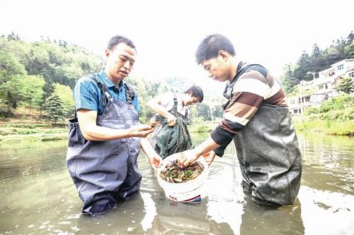 贵州省毕节市小吉场镇南丰村：合作社养殖龙虾 助民增收致富