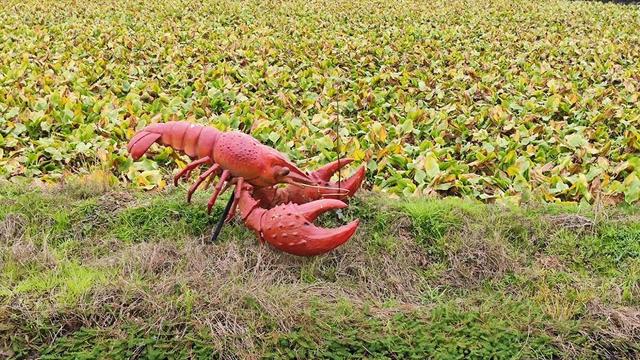 一水三用一田三收 四川荣县“稻虾药”粮经复合综合种养模式让种植户年入200万元