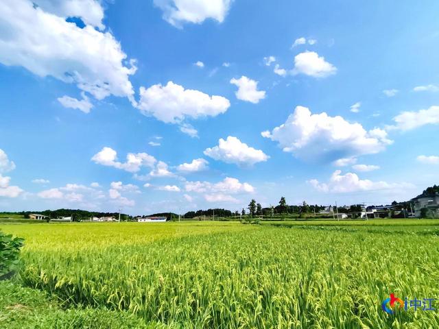 德阳市中江县：“稻蛙菜共作”顶呱呱 生态种养有“钱”景