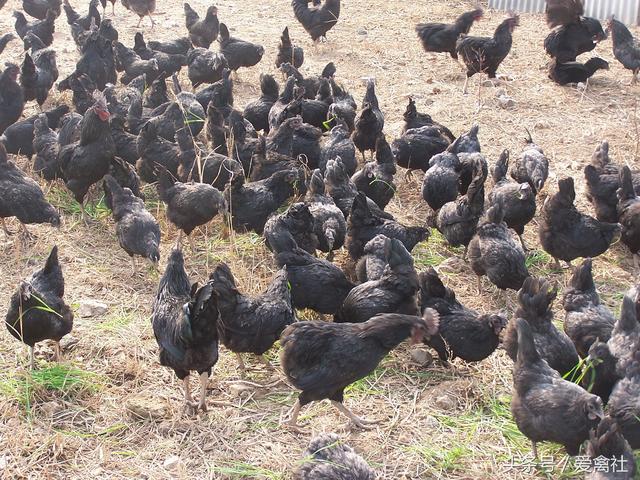 乌黑鸡下绿壳蛋，生态散养乌鸡技术，你知道多少？