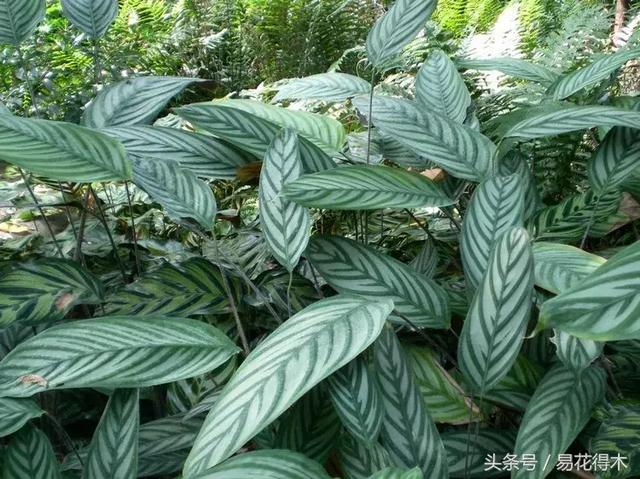 观叶植物推荐：猫眼竹芋的鉴赏养护