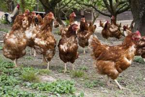 虫草鸡的养殖技术(桑园里放养土鸡，掌握9项养殖技术，做到一举两得)
