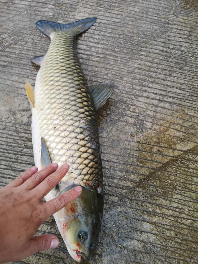 浅谈涨水退水钓鱼，其实都好钓，只是找准地方选对鱼