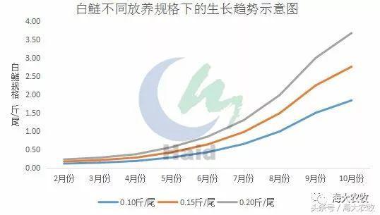 养花白鲢，也能赚起大钱！花白鲢持续高产的背后，有妙招