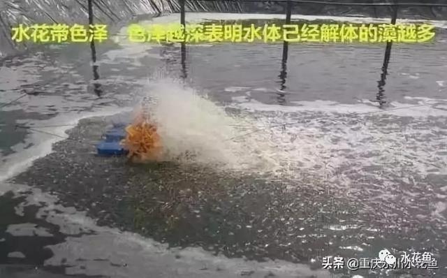 水产养殖，池塘水色反映水质好坏，快看看自家鱼塘水咋样了