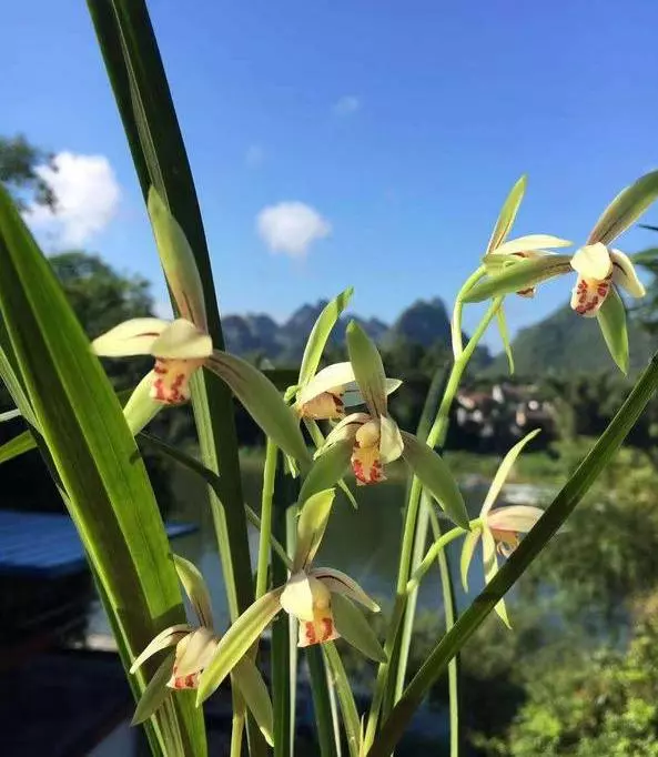 兰花中的“龙岩素”，最好养的一种兰花，轻松养开花，很漂亮