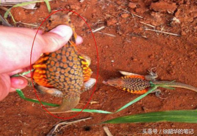 农村男子在山里逮到“野味”，村里老人看到后，纷纷苦劝他放生