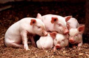 全球生猪养殖企业排名(都说美国养猪是世界第一，真是如此吗？放眼全球哪国养猪最厉害？)