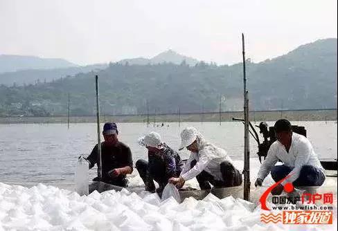 斑节虾价格坚挺，但早放斑节不大，接下来如何防控