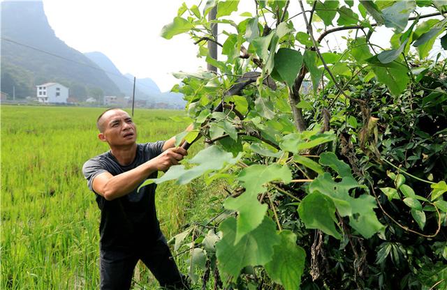 广西融安：贫困群众养殖“构香鸭”致富