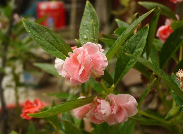 凤仙花养护一览，光照要好土壤肥沃，自然长得快