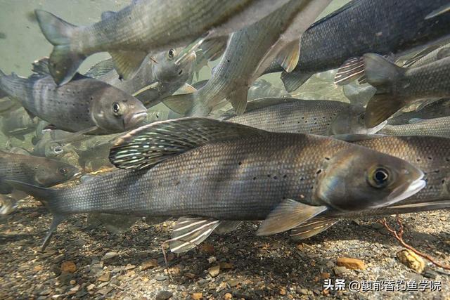 北方钓柳根鱼的4个要点，选钓位、钓具组合、打窝诱鱼和钓饵