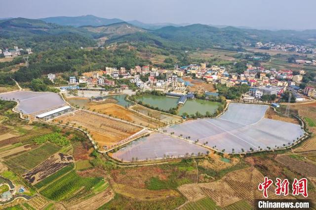 航拍广西建设中的澳洲淡水龙虾基地 年产值预计达100万元