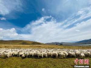 现代养殖场建设(青海现代养殖体系建设取得显著成效 规模养殖场超1000家)