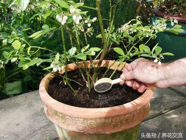 养护盆栽植物的10大技巧，新手学会后就很难养死花了