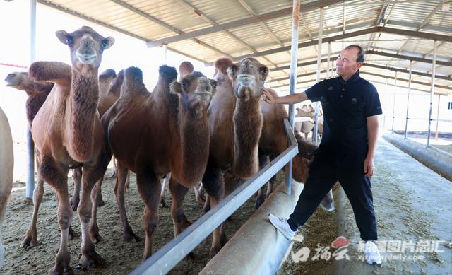 丰收节·乡村农匠丨“骆驼博士”阿达力的养骆三诀