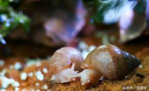 小本养殖养什么好(养殖这款白玉蜗牛，用工少、不占耕地、成本低、收益高)