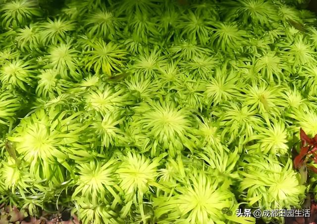 种植创业：1株卖价超100元，年销900万的小本养殖，3个月就回本