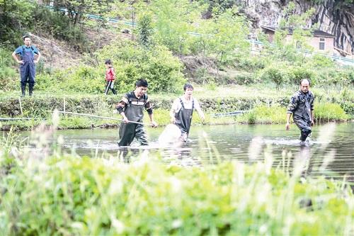 贵州省毕节市小吉场镇南丰村：合作社养殖龙虾 助民增收致富