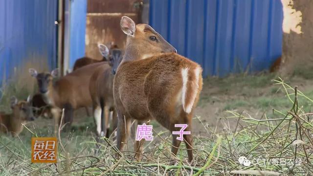 对不起，我也不知道“麂子”怎么读