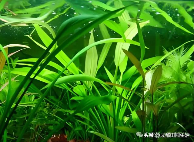 种植创业：1株卖价超100元，年销900万的小本养殖，3个月就回本