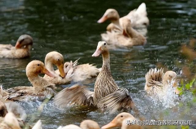 广西北海市、钦州市的海鸭养殖运用微生物技术解决污染问题效果好