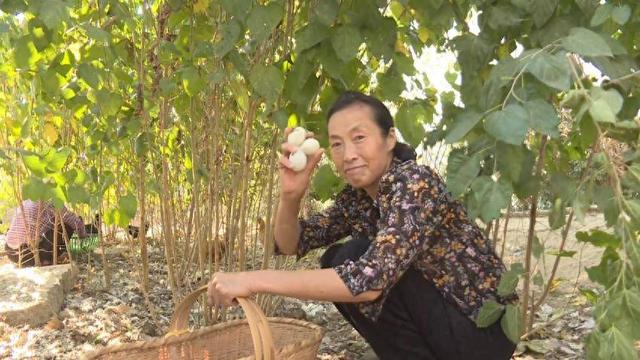 浠水：与寂寞为伴 “倔强姐”吴波深山养土鸡17年