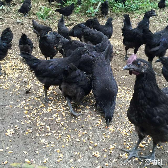 乌黑鸡下绿壳蛋，生态散养乌鸡技术，你知道多少？