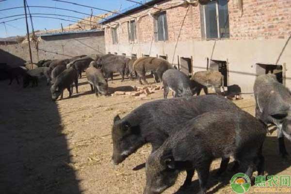 目前野猪的市场价格如何？野猪的养殖前景和养殖风险分析