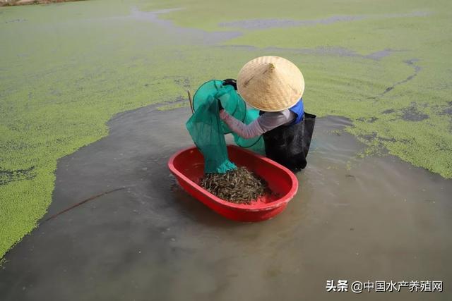 养殖户最高效益每亩超万元，小青虾大效益，江苏常州溧阳市社渚镇青虾产值6亿元