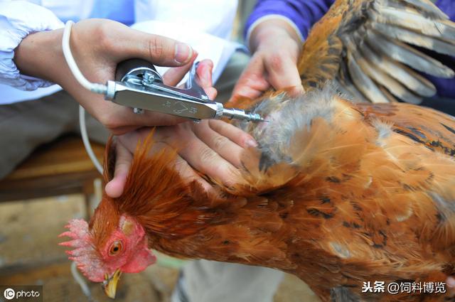 蛋鸡免疫途径的选择、应用及其注意事项