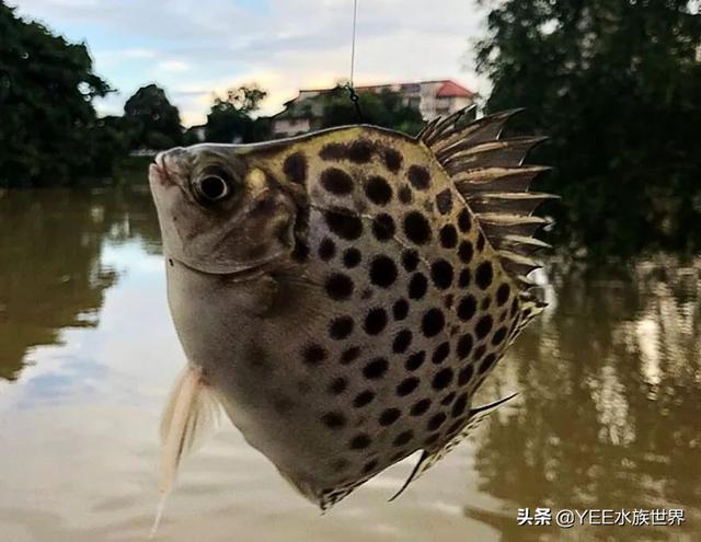 把金鼓鱼放进淡水鱼缸，需要哪几步