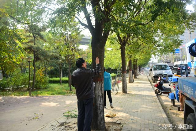 郑州：绿化工人抓住天牛幼虫越冬时节 进行药物毒杀