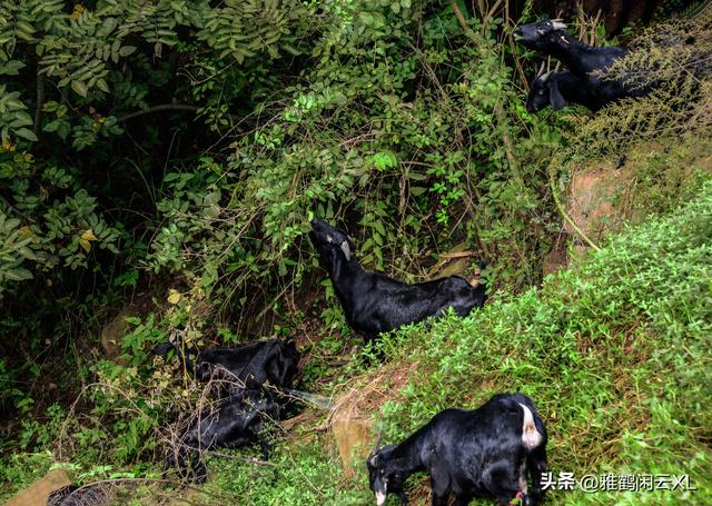 从饲养到宰杀——图说营山县大庙乡元龙山羊养殖场