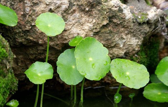 今日分享：金钱草怎样种植，4个简单步骤就可养出满盆小铜钱