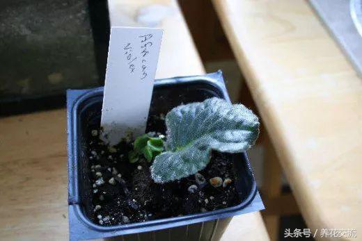 初学者养护非洲紫罗兰盆栽的几个技巧，花谢后促进再次开花的技巧