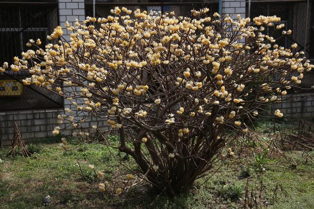 结香花是怎么养成的？学会几个小妙招， 锦簇花球永结香