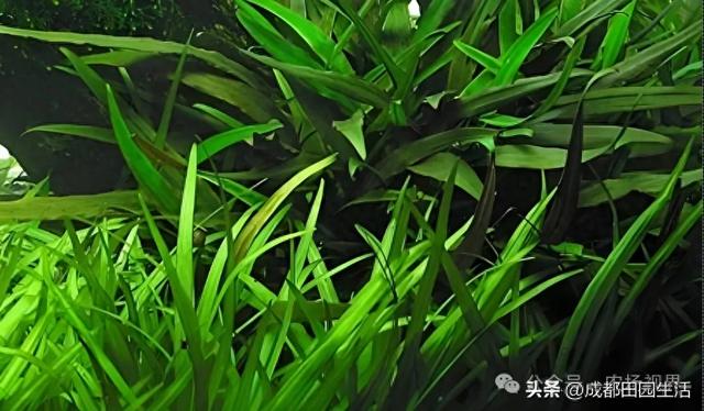 种植创业：1株卖价超100元，年销900万的小本养殖，3个月就回本