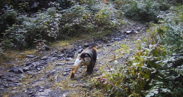 大熊猫、扭角羚、金丝猴再现 昔日的矿区又成动物家园