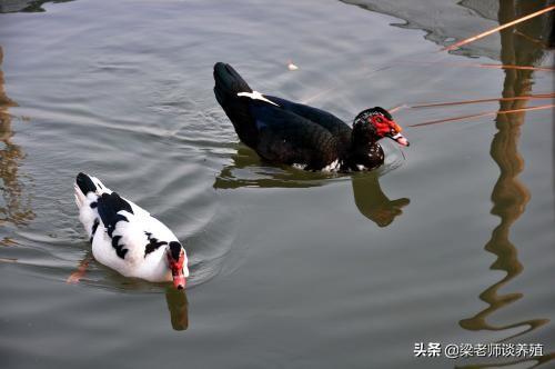 鸳鸯鸭该怎么养殖？和饲养管理要点